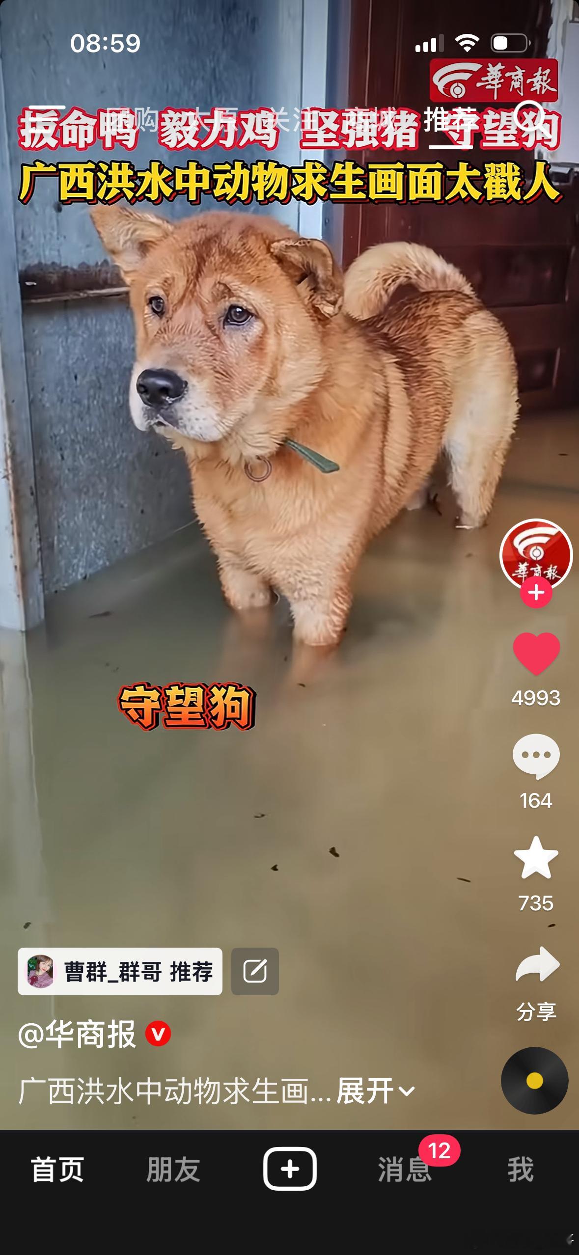 小狗眼神好坚定。它知道自己会被救希望大家都平平安安