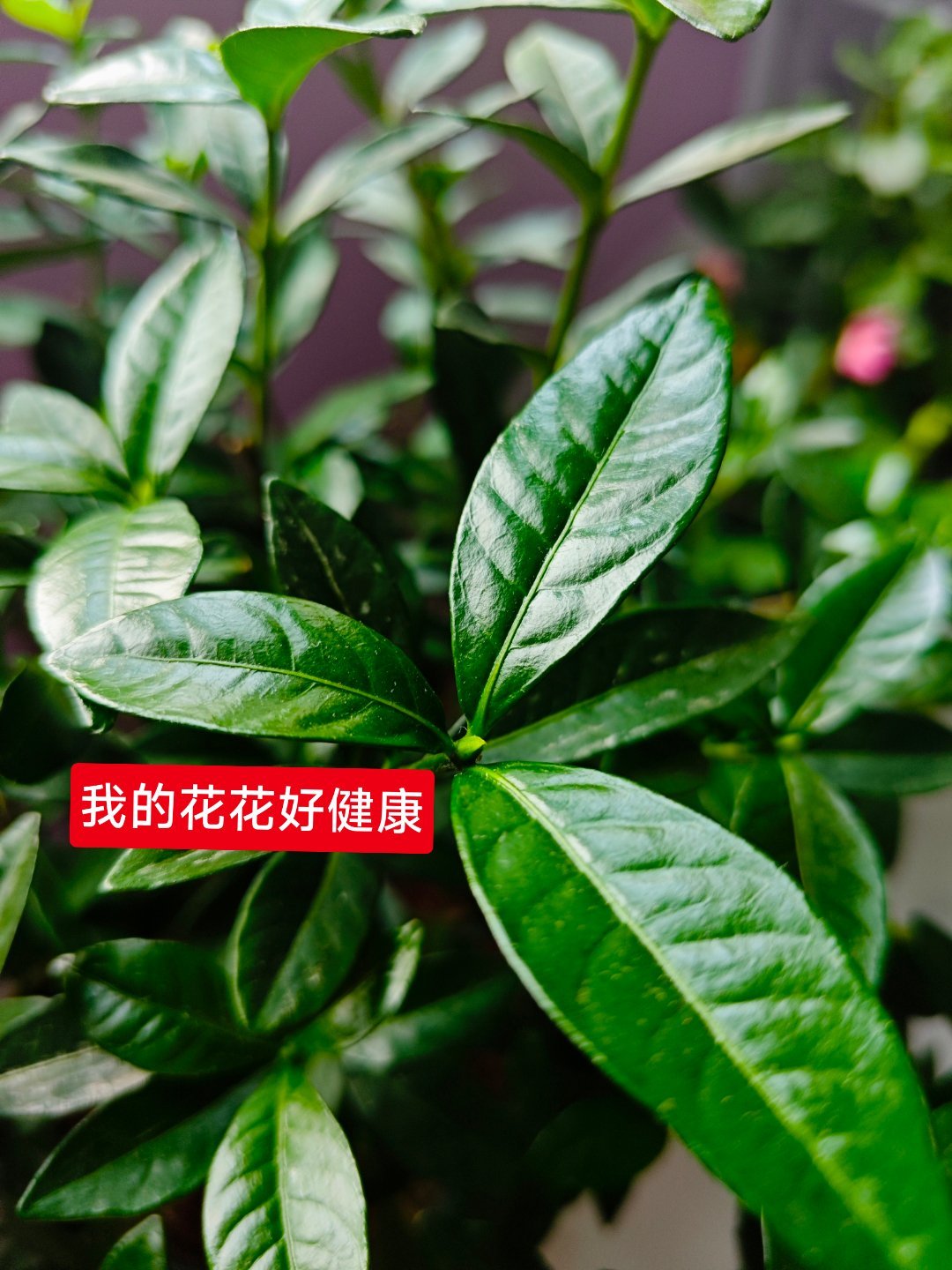 回过头看看我喜欢的这几位男艺人，都干净的像一张白纸！[允悲][允悲][允悲] ​