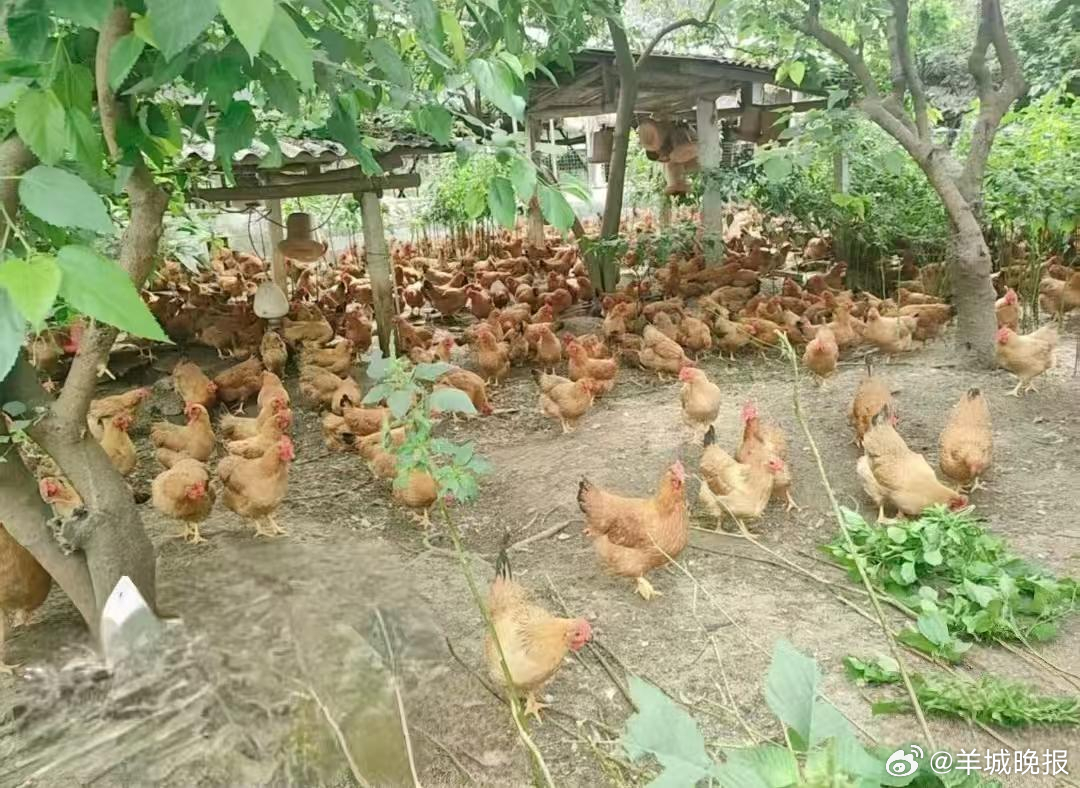 【#莫氏鸡煲坦诚换鸡#，温氏土鸡借势冲向台前】近日，佛山顺德网红店莫氏鸡煲因客流