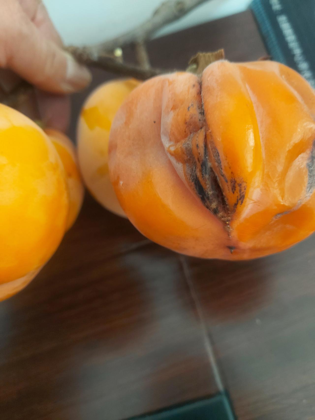 2026，祝大家柿柿如意。