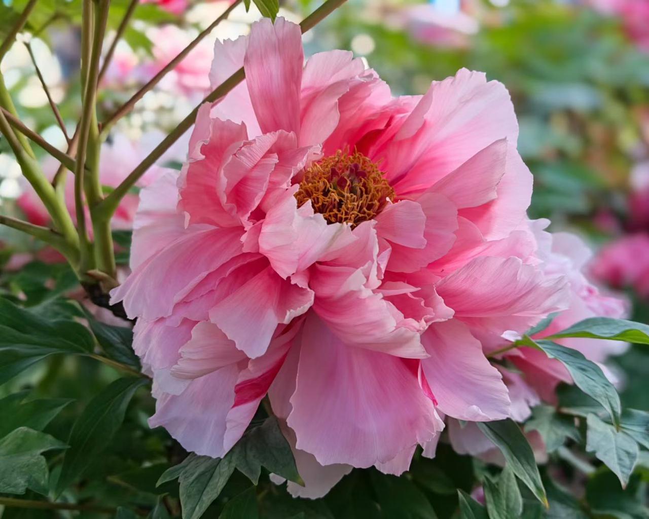 2. 不与百花争春，却在暮春惊艳全场。这朵牡丹开得雍容又坦荡，饱满的花瓣裹着金黄