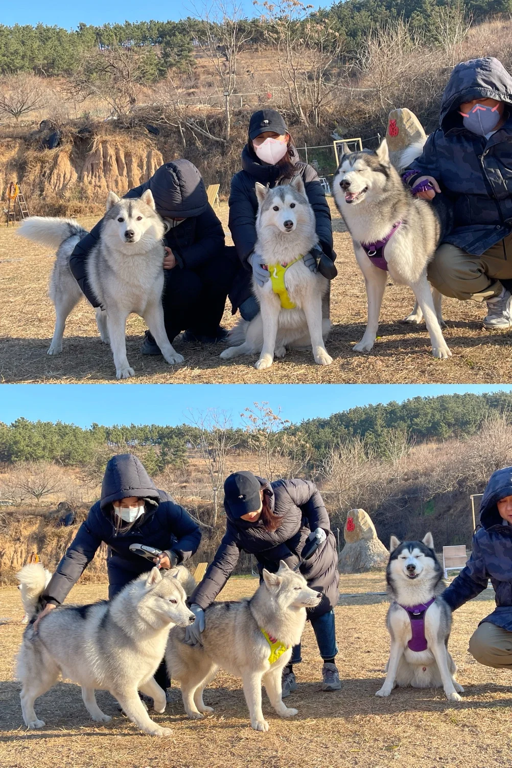 右边这个显眼包是我家的