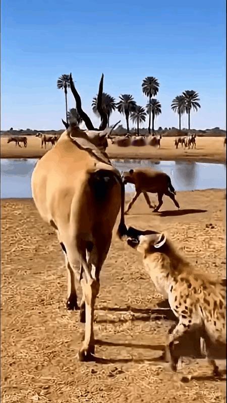 鬣狗：“我掏肛技术可是业界标杆，今天就给你演示下……哎哎哎！
你这大羚羊不讲武德