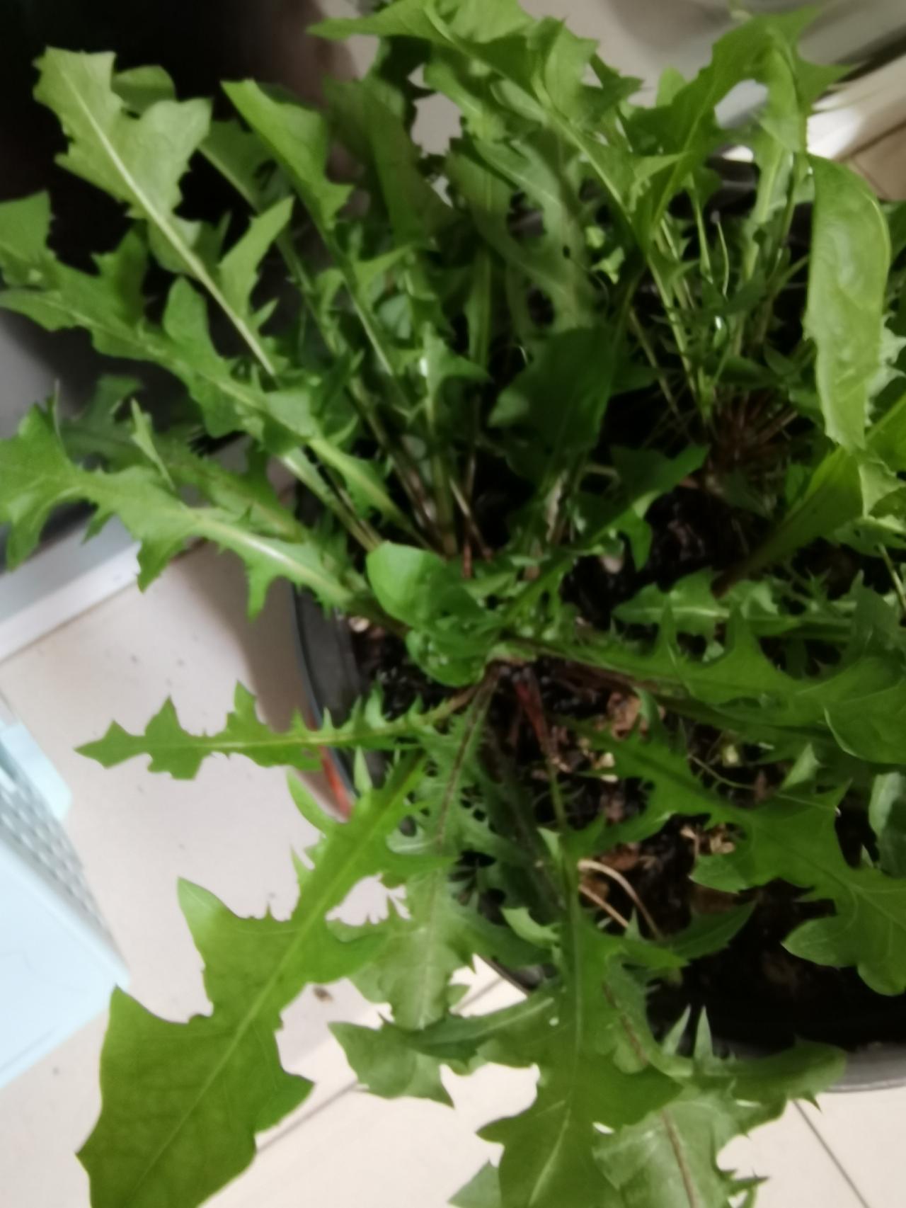 这段时间我算发现了，阳台种啥菜都不如种一盆蒲公英香！

之前种过生菜、小油菜，要