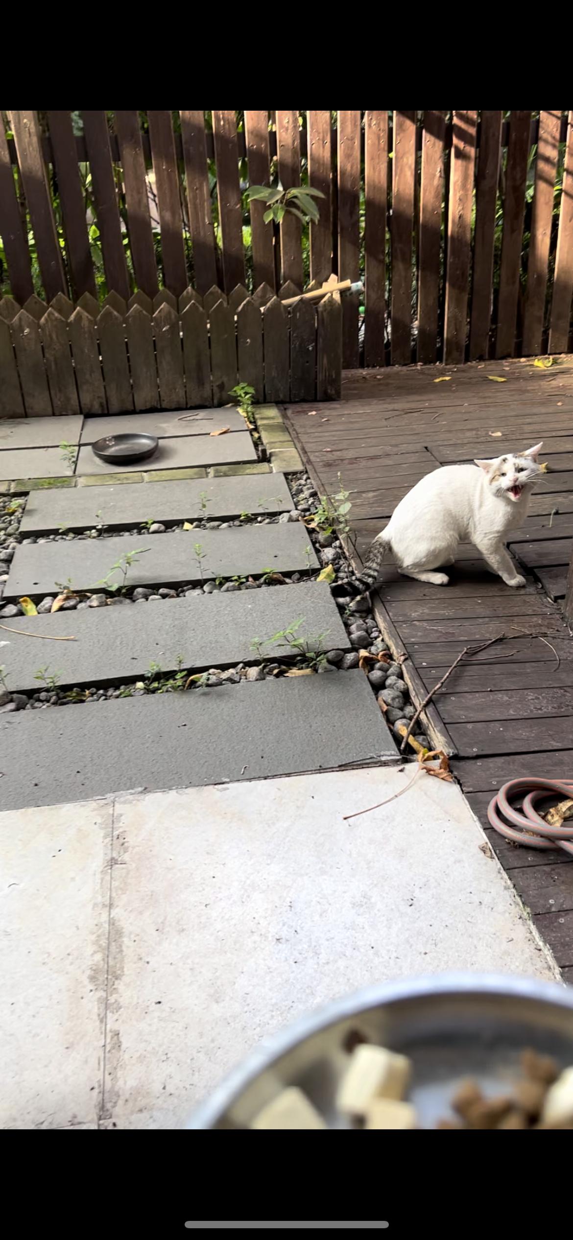 三毛籁！要不是看在祖国母亲的份上，这盘子猫粮我高低不能便宜你[怒骂] ​​​