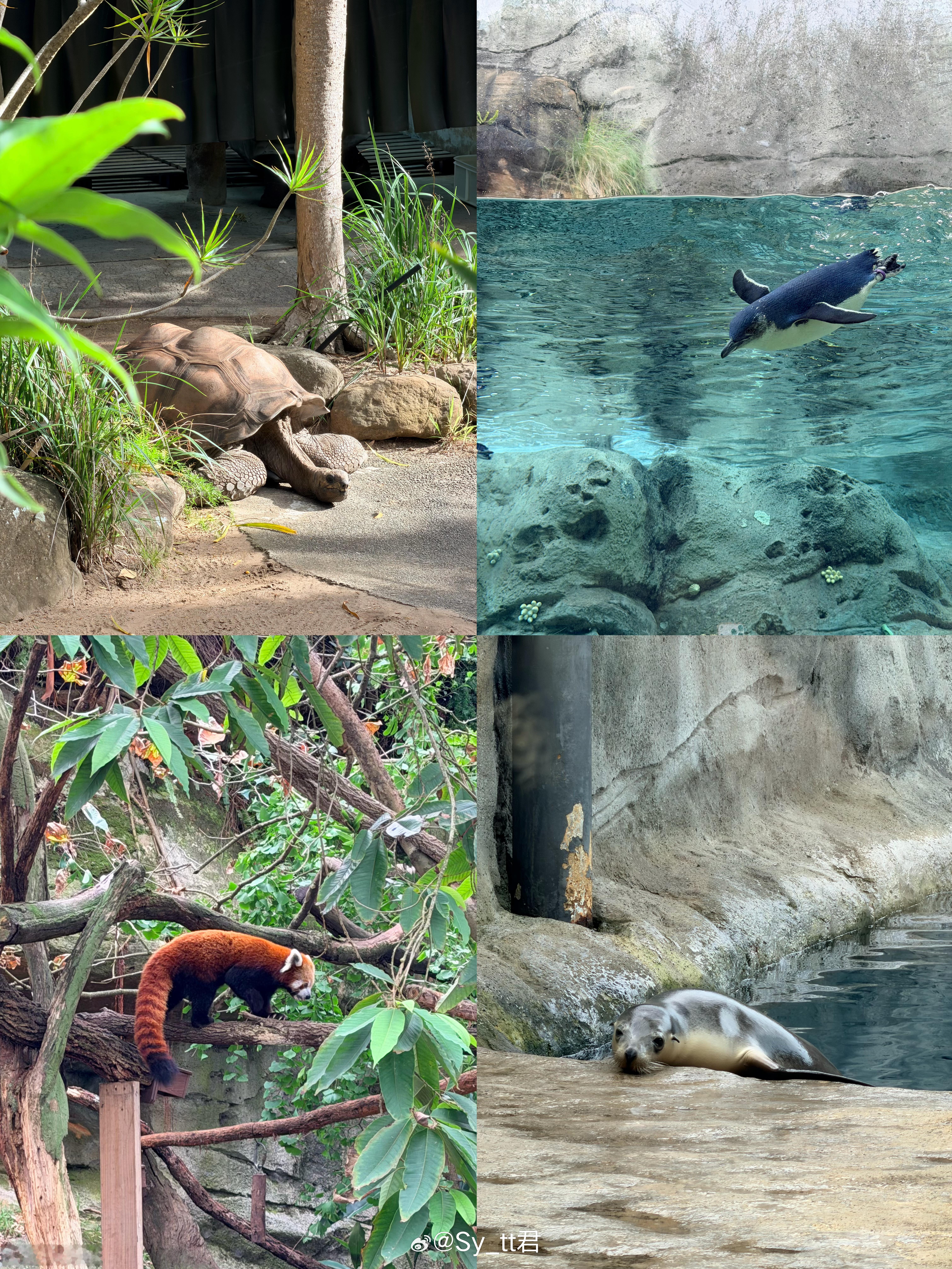 🌳Taronga Zooooooo Day ..🐨🦒 澳大利亚·悉尼