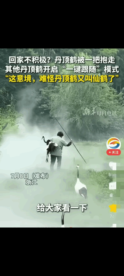 “这意境绝了！”浙江某园区一只丹顶鹤到了下班时间死活不肯回窝，工作人员一把抱走其