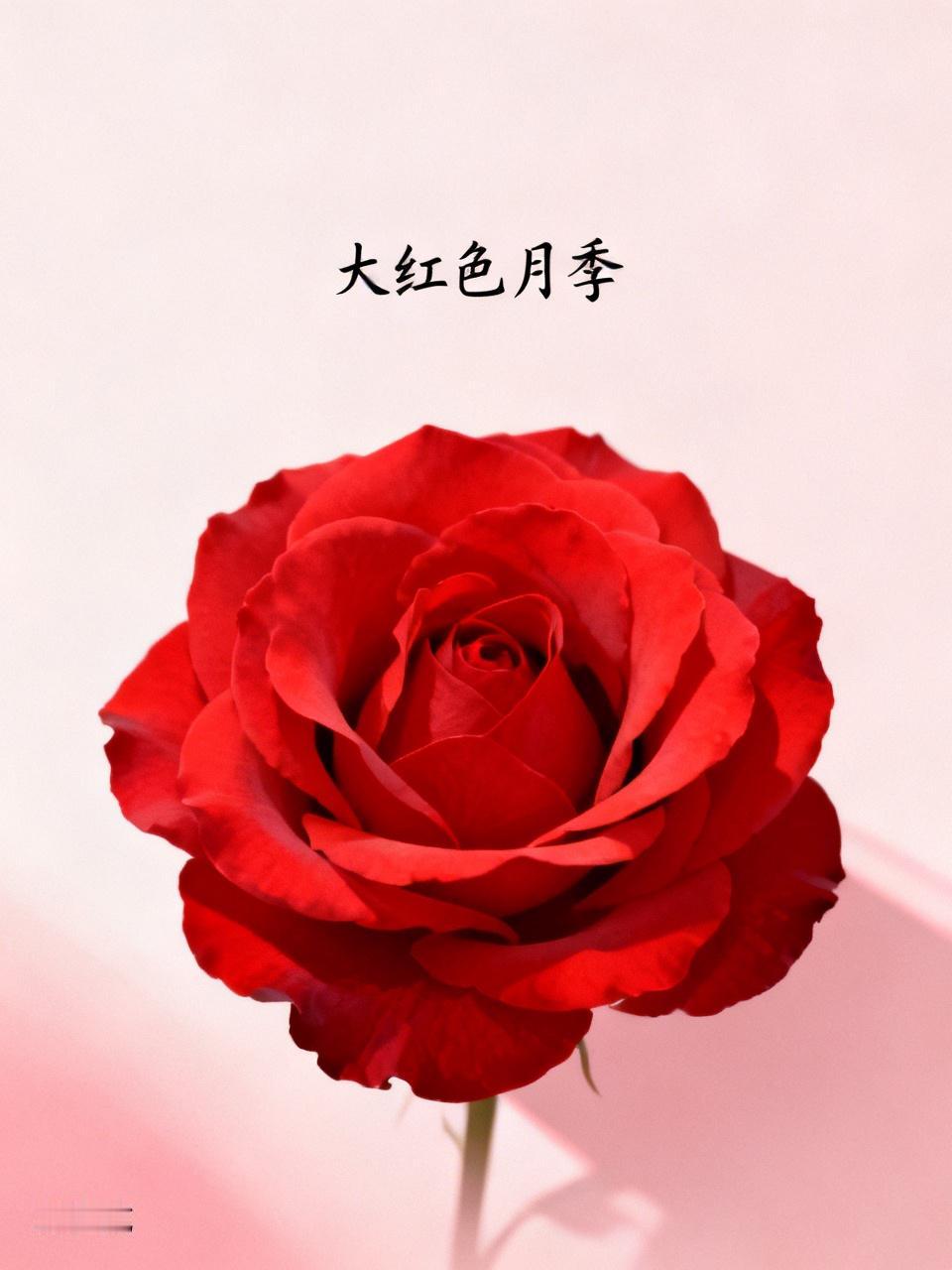 要说大红色月季，那“卡罗拉”必须拥有姓名。它可是红玫瑰中的经典，颜色是纯正的大红