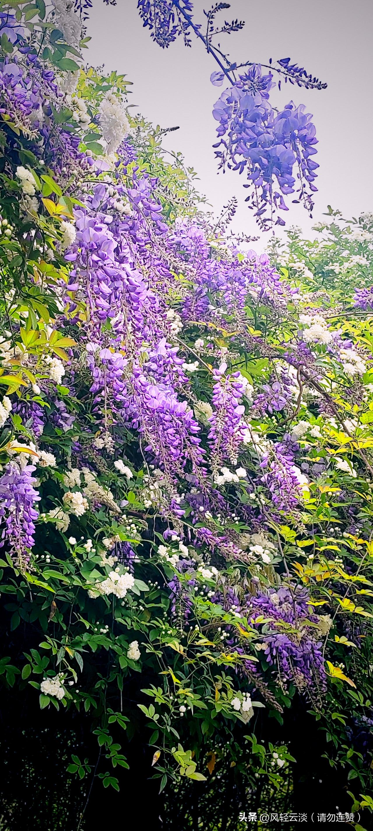 今天逛公园看到盛开你紫藤花和啬薇交相辉映，心情都被美化了