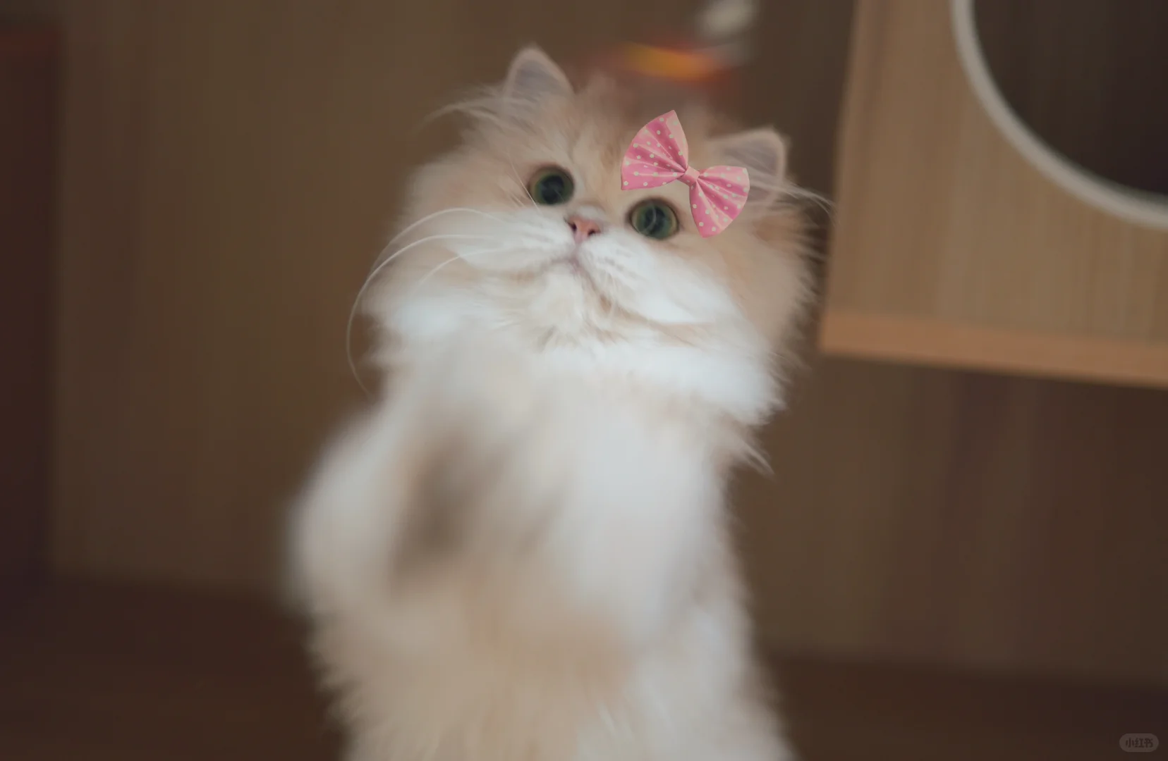 带上蝴蝶结🎀我们也是仙女啦