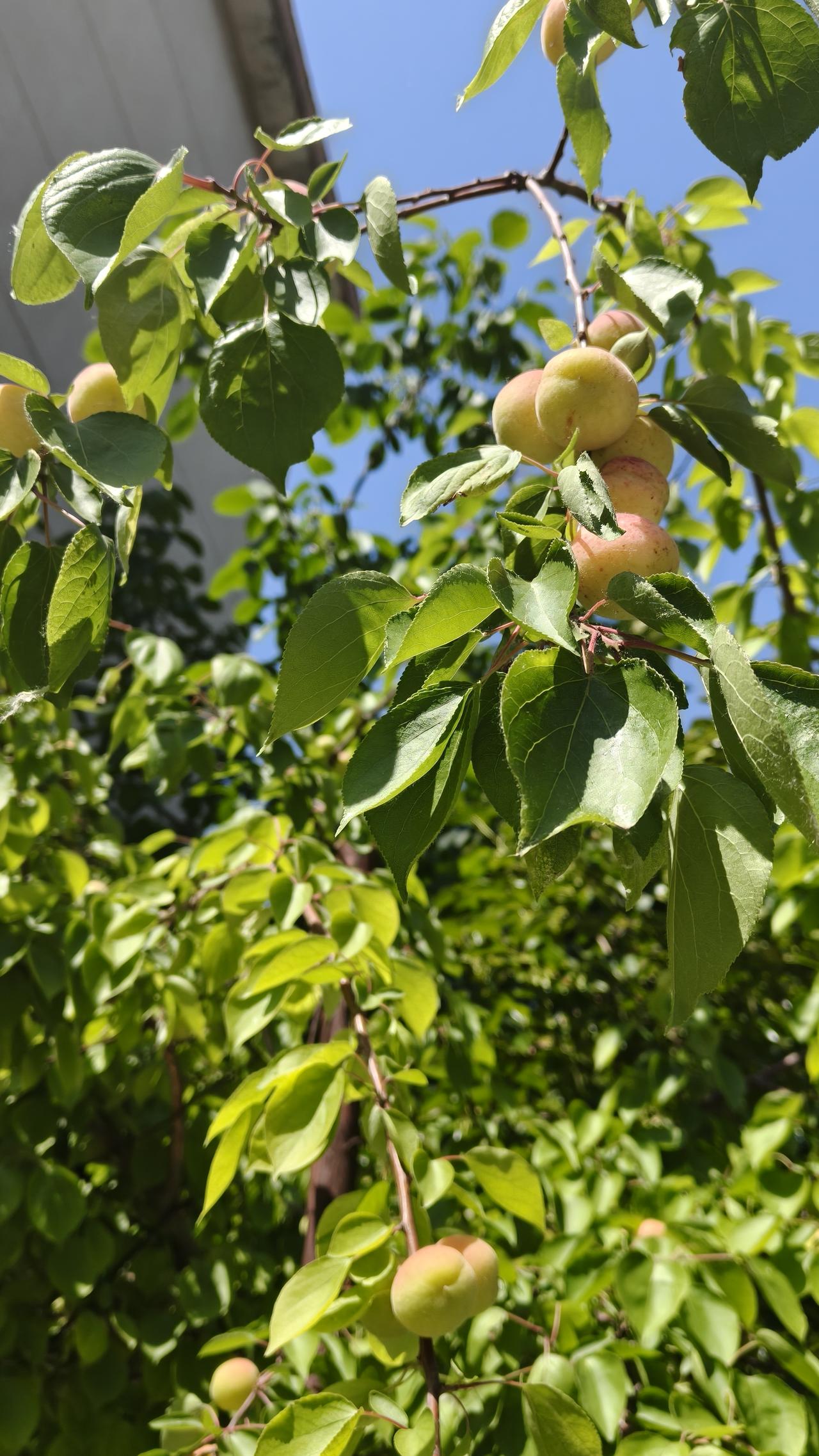 真心话茶局才过了5.1日，一抬头邻居家的杏子红了，在风中摇曳，好喜人。