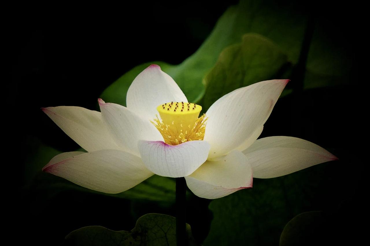 #漂亮花随手拍#荷花