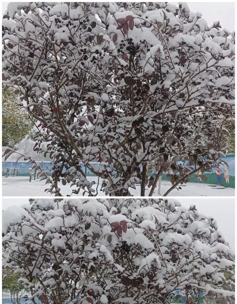 对于南方的朋友而言，雪是远方寄来的梦幻诗篇。他们在温润的水乡长大，习惯了四季常青