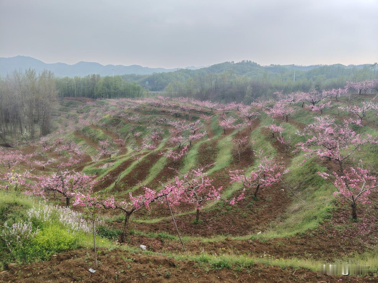 桃花映山红，春意满山岗。