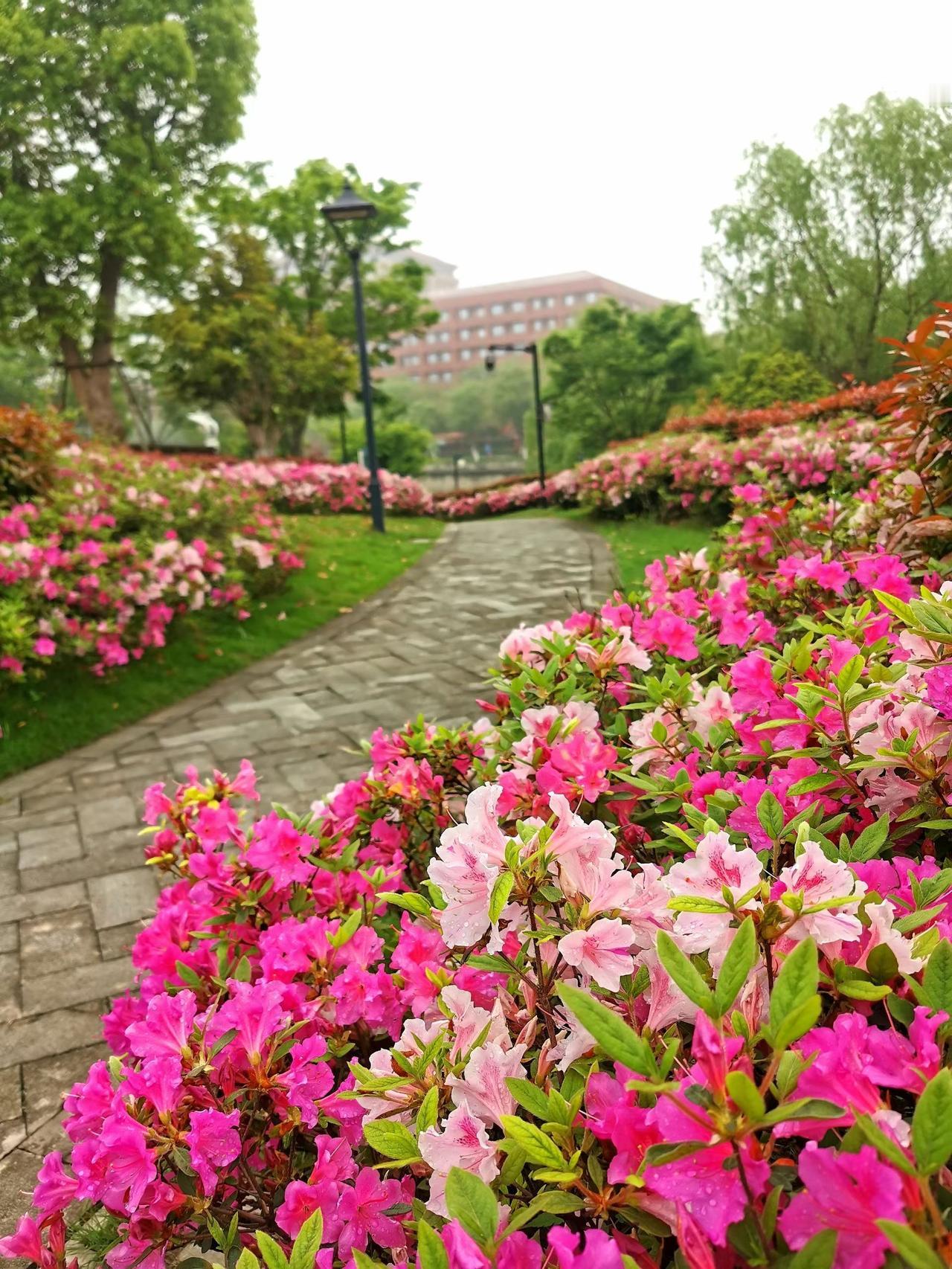 （手机随拍随言）
清晨
杭州余杭塘河散步随拍
​2026.04.17