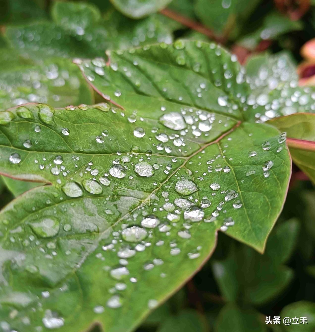 我们这里是中雨，最高温度只有零上18度，最低温度零上15度，今天真是很冷，气温比