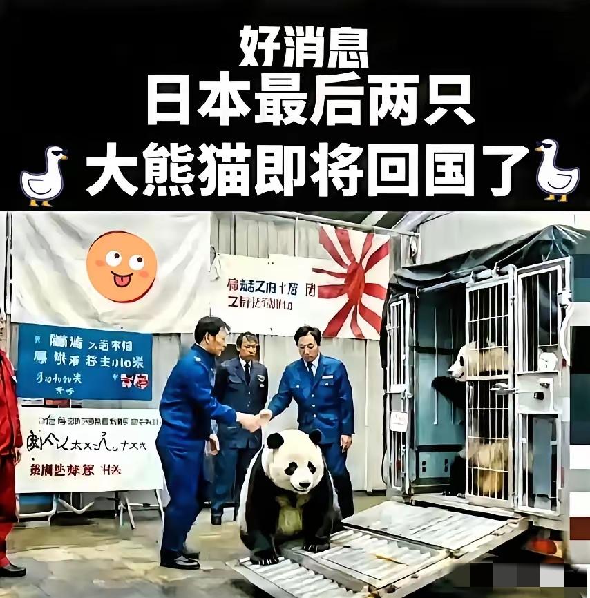 大家只知道，
​大熊猫要从日本接回中国了！
​却不知道日本人有多么
喜欢大熊猫！