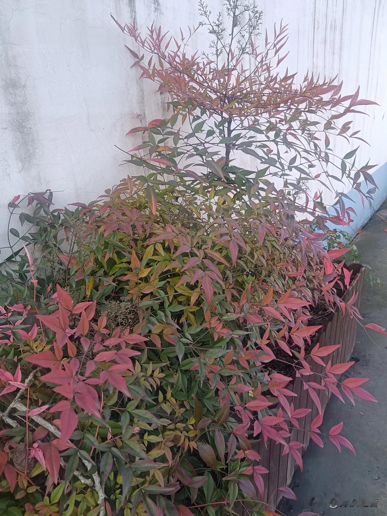 这是什么花草？
[玫瑰][玫瑰][玫瑰]