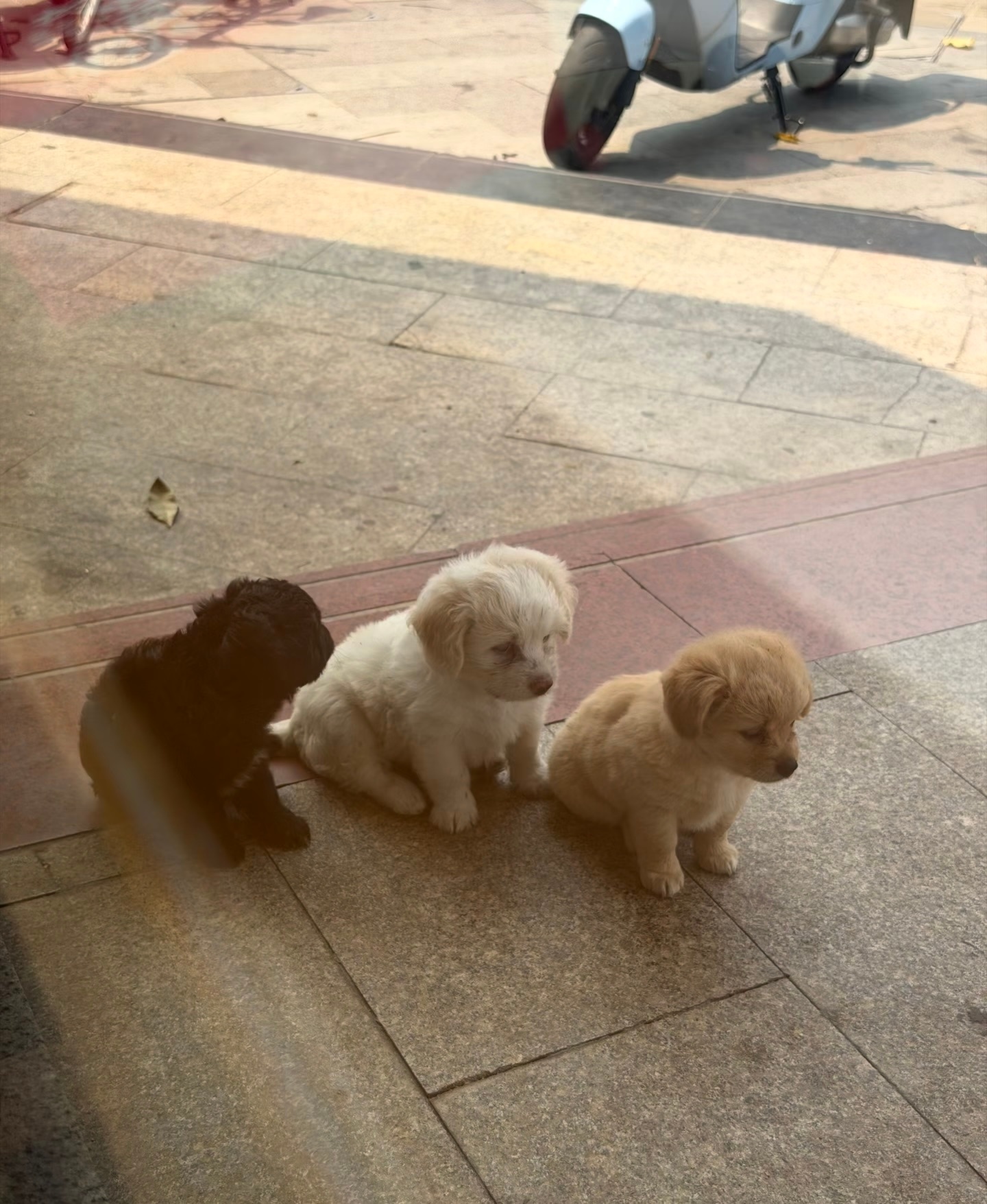 早自习叽里呱啦聊天被老师请出去的三只小狗 