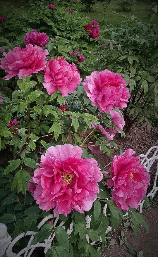 你是一个非常聪明，善于观察、善于思考的人。
你的言论非常客观。如果你能有机会作某