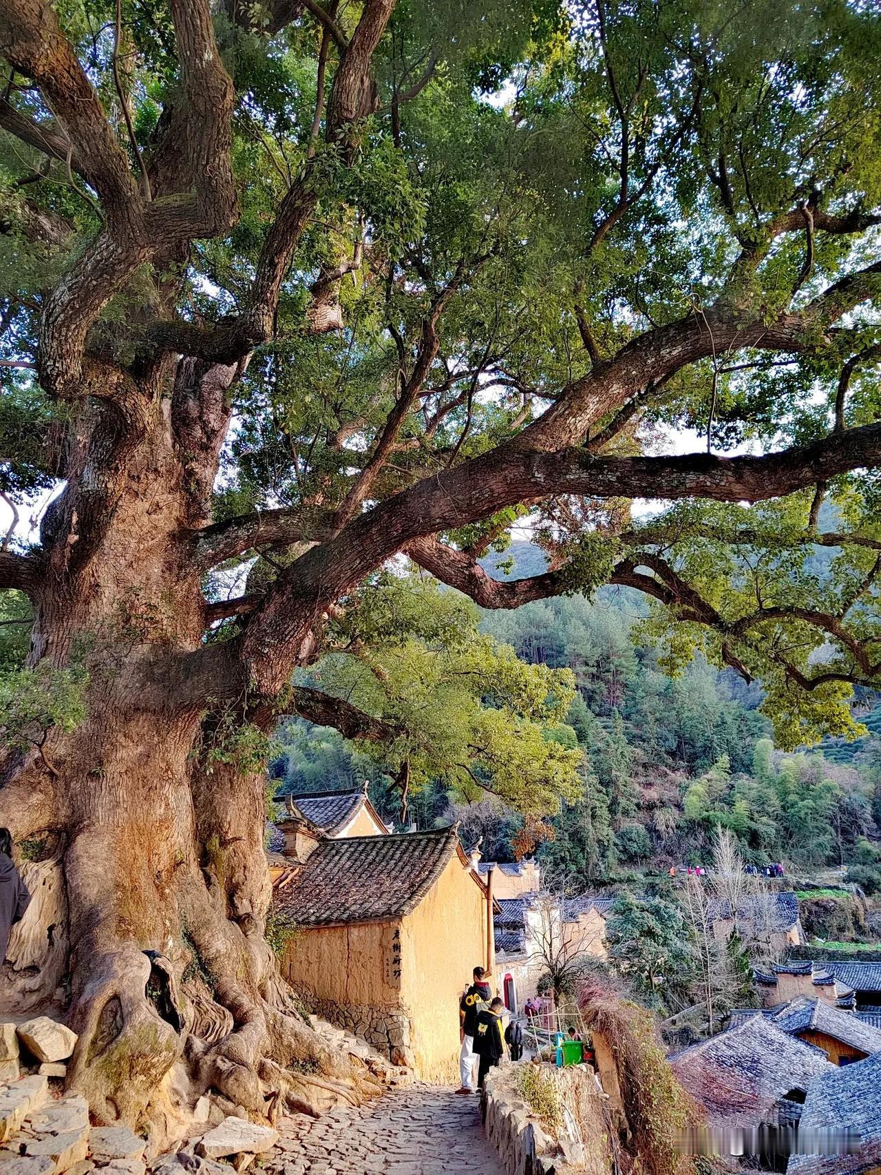 杨家堂村
村口的石碾村头的柳，是我对乡村的全部理解，杨家堂村口的这一对树龄几百年