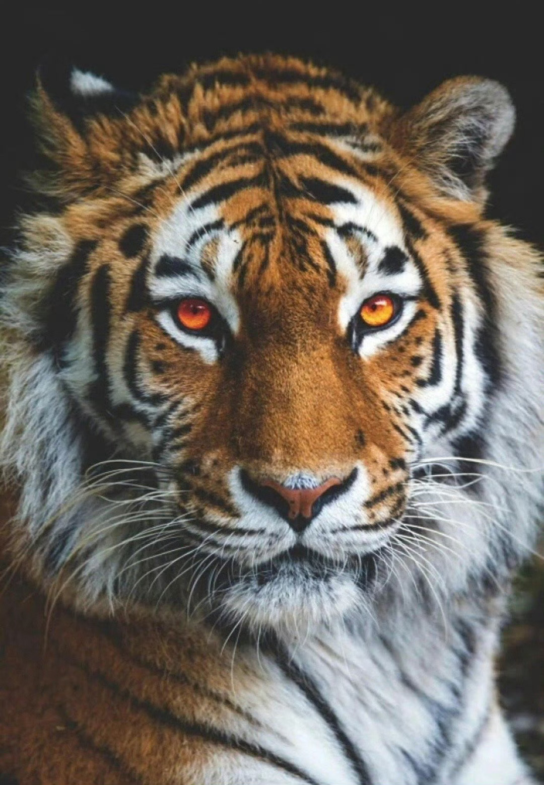大猫咪：拍好了吗📸😾 ​​​