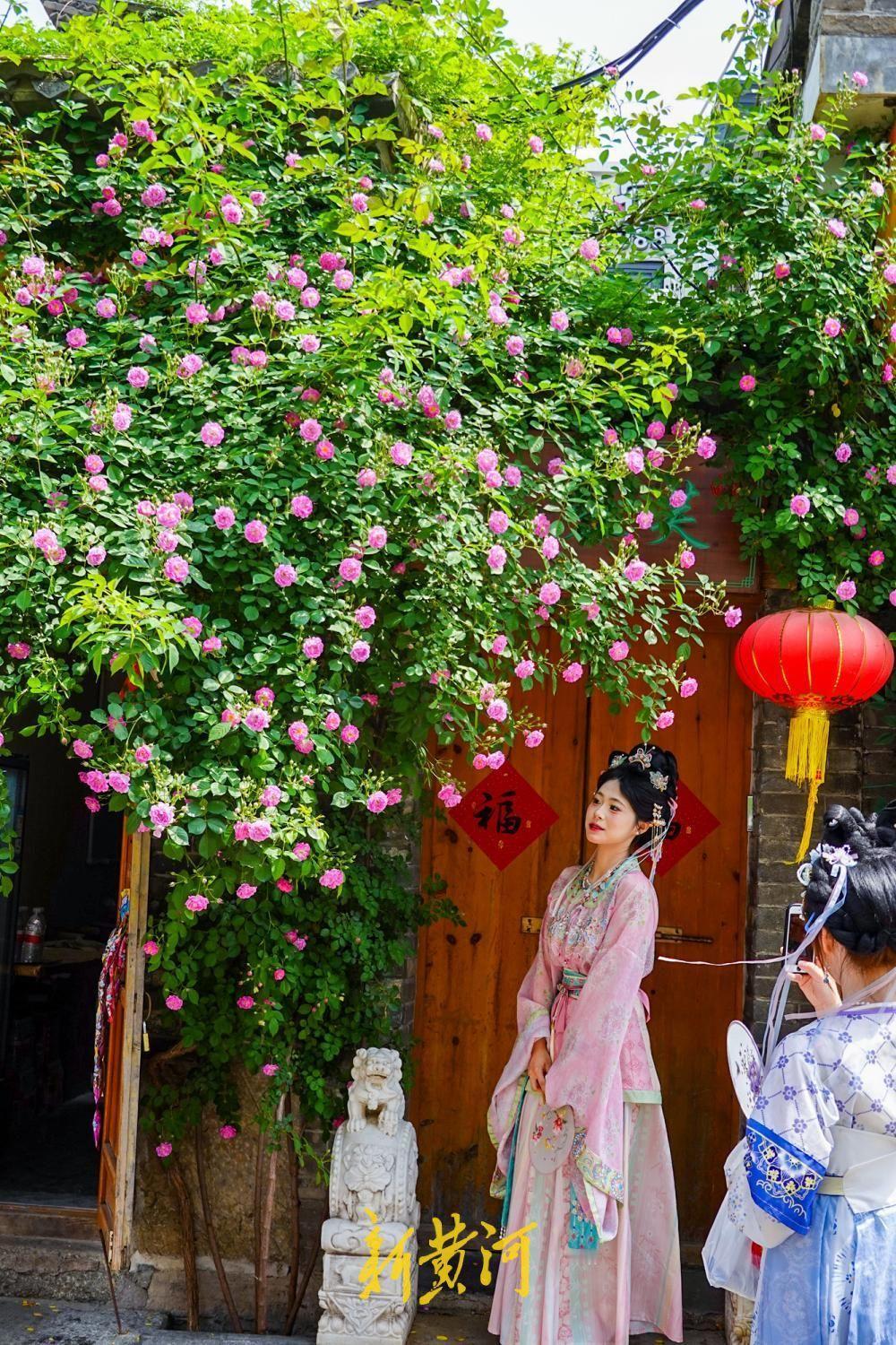 4月17日，随着气温持续升高，泉城街头最后一波春季花海浪漫上线。在明府城的东花墙