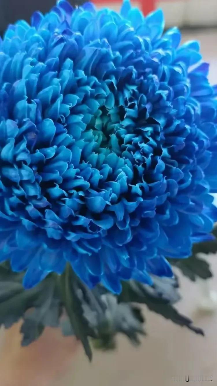 《菊韵》
寒秋独爱菊，
淡雅韵姿殊。
不与百花竞，
悠然入画图。菊花