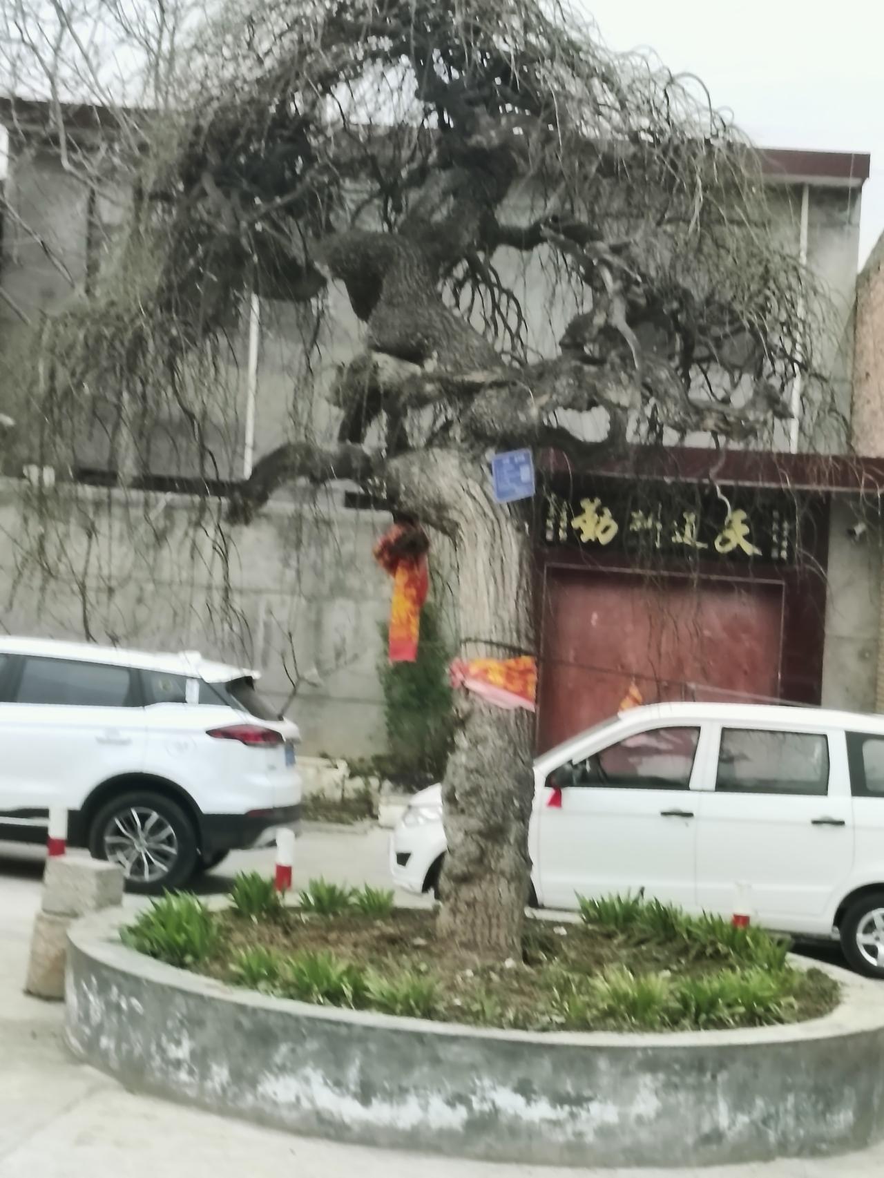 老槐树虬枝盘曲，红绸轻挂，守着寻常巷陌里的人间烟火，也藏着岁月沉淀的安稳与温柔。