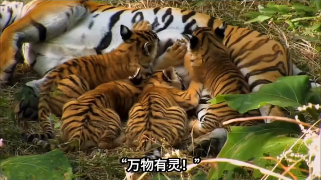 吉林一只6岁母虎独自抚养五只幼崽？