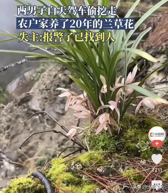 安徽六安，一对农妇20多年前在山上挖了一株兰草，结果两人干完活回家的时候却发现，