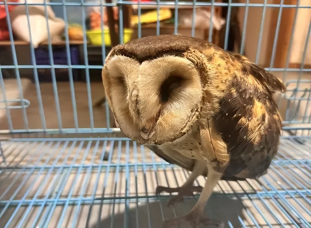 暖心守护！国家二级保护动物 “猴面鹰” 现身资阳