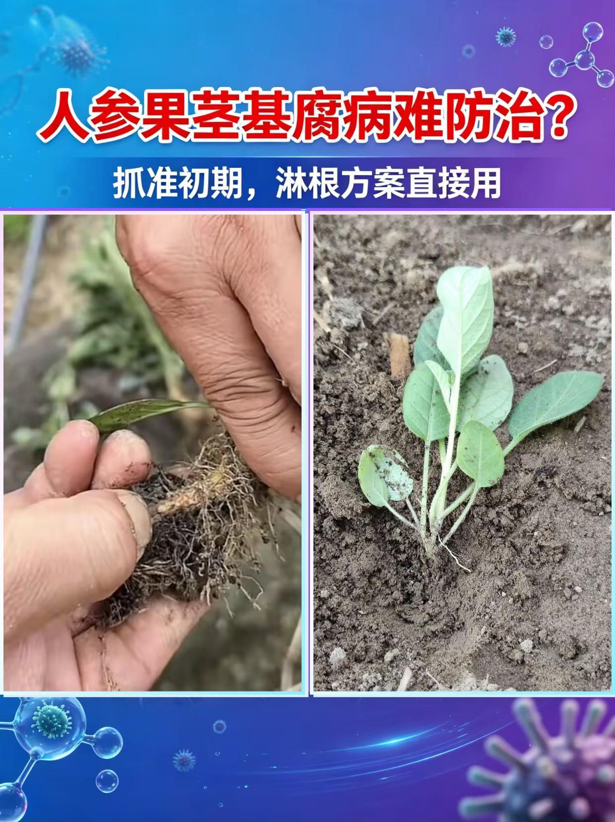 人参果茎基腐病难防治？抓准初期，淋根方案。人参果种植