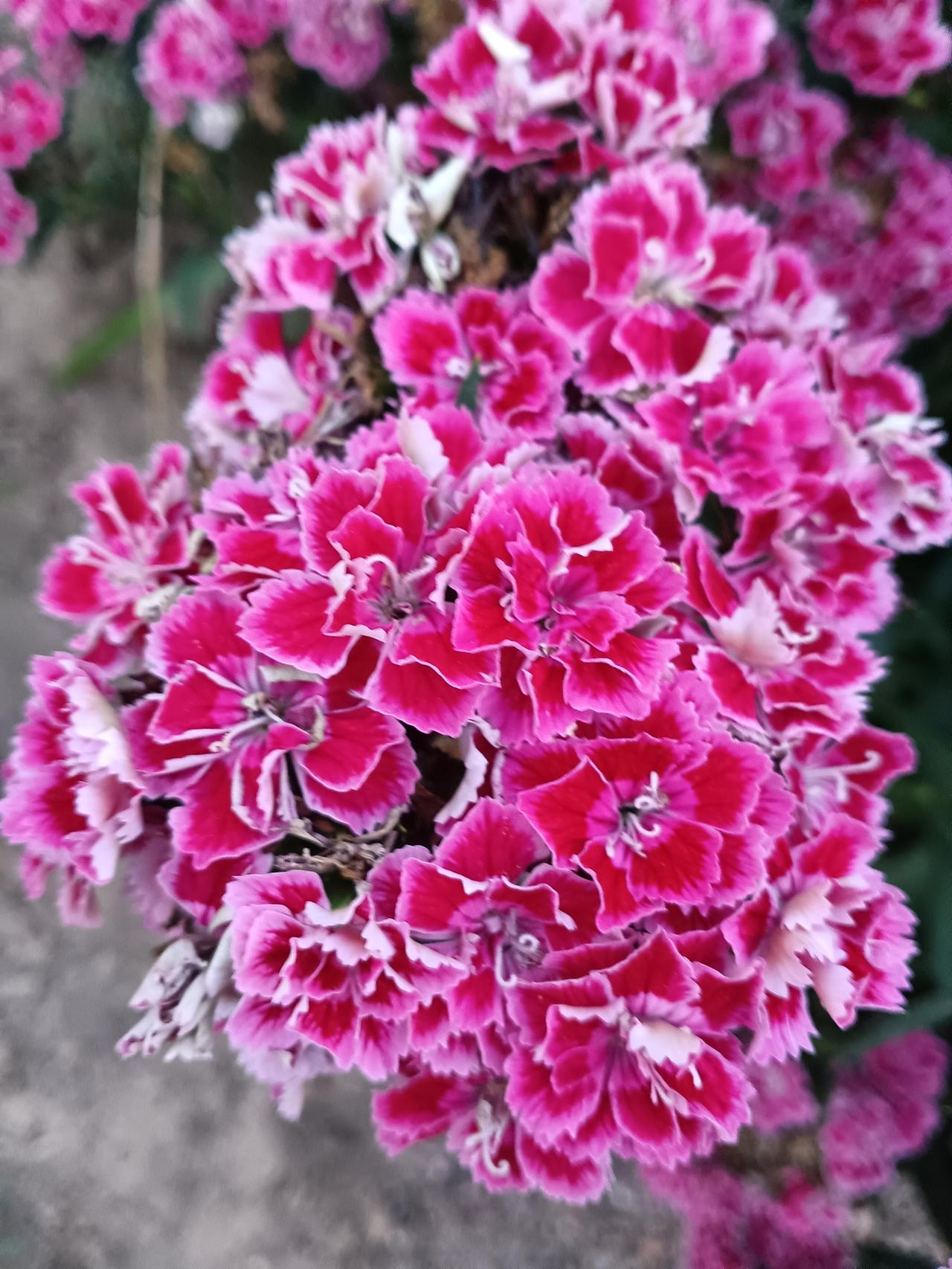今日赏花，随手拍。一簇石竹繁花紧紧相拥，玫红花瓣镶着雪白花边，层层叠叠。花色明艳