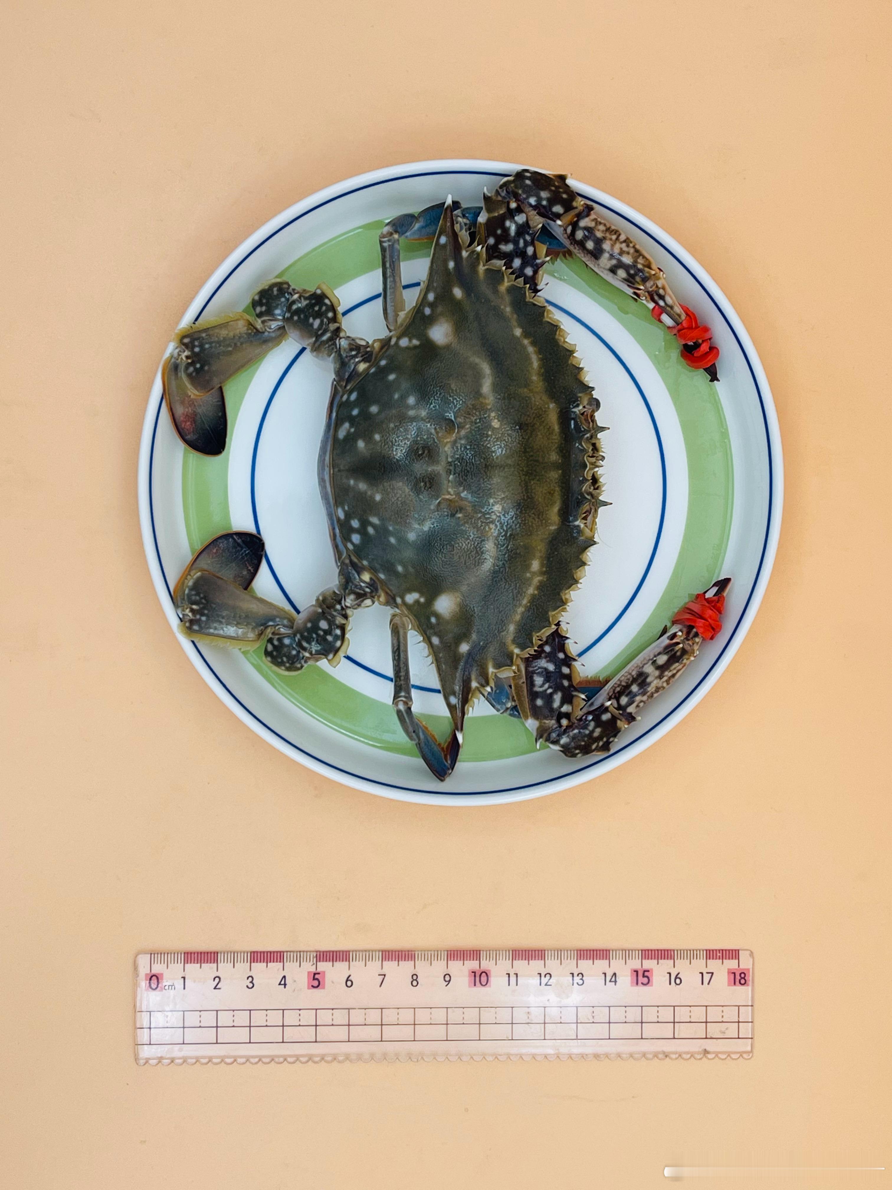 给螃蟹🦀️摆pose，你们见过么？[汗][汗][汗]谁能想到不让活着别动，我费