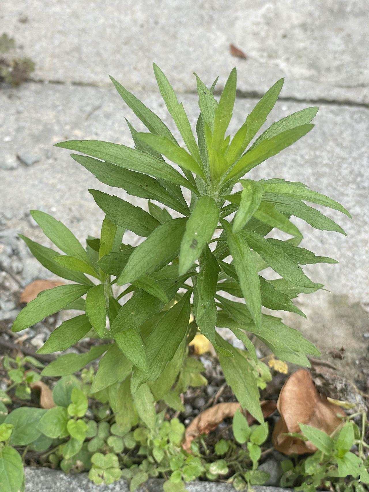 灰灰菜，你们吃过吗