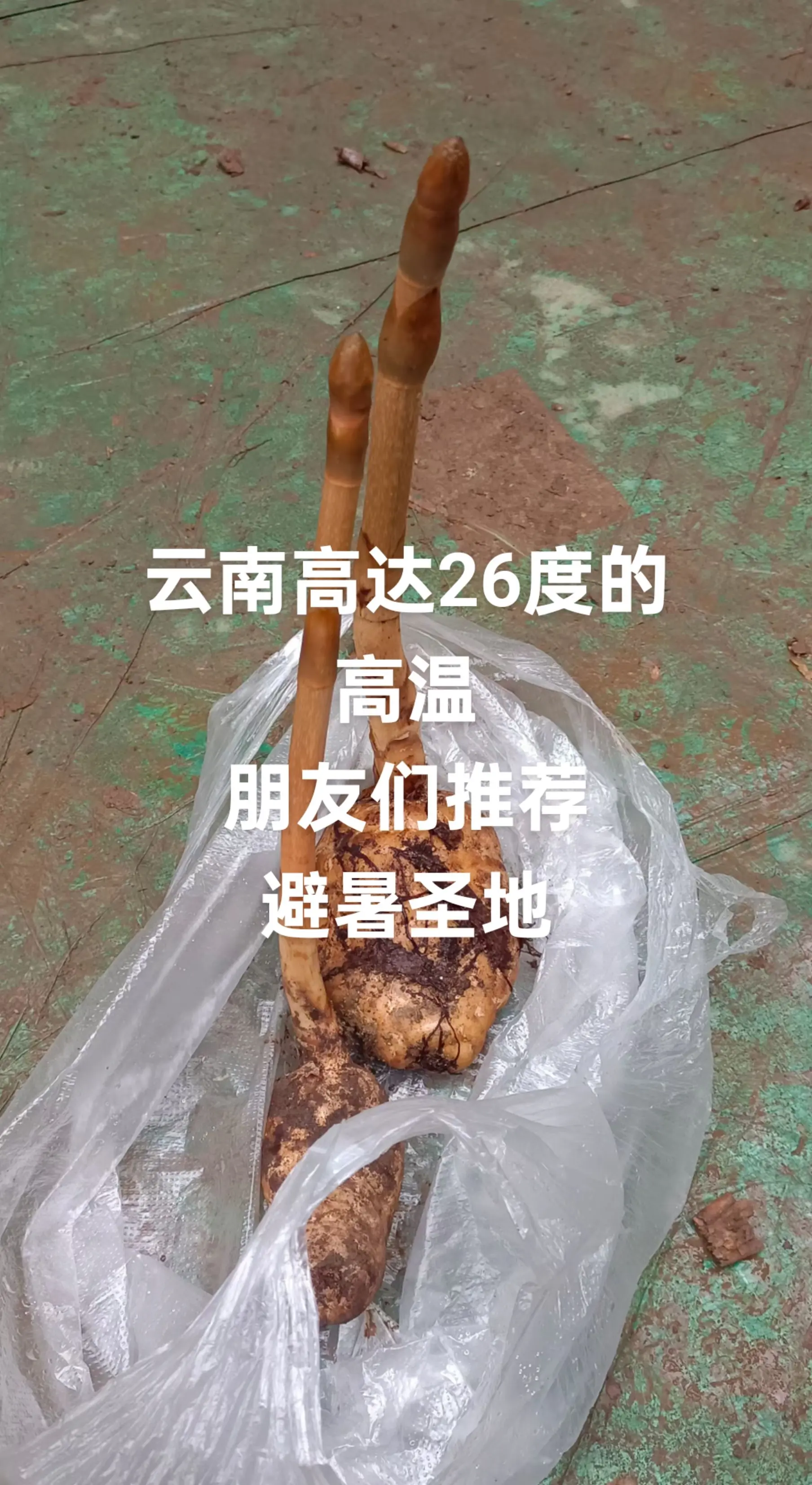 云南高达26度的高温，朋友们推荐避暑圣地