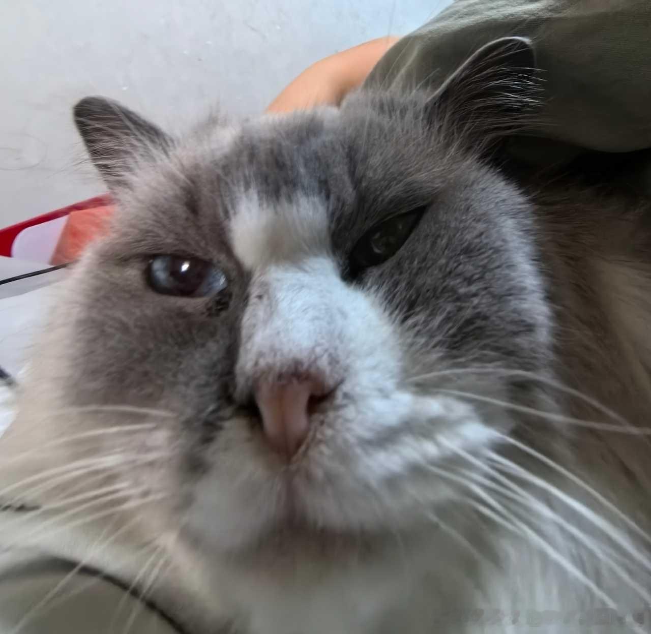 49408【丑猫】失败没关系，家里还有更丑的 