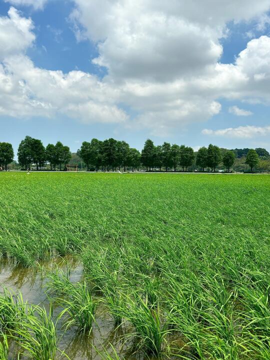 中山崖口🌾一日游🫧被稻田治愈