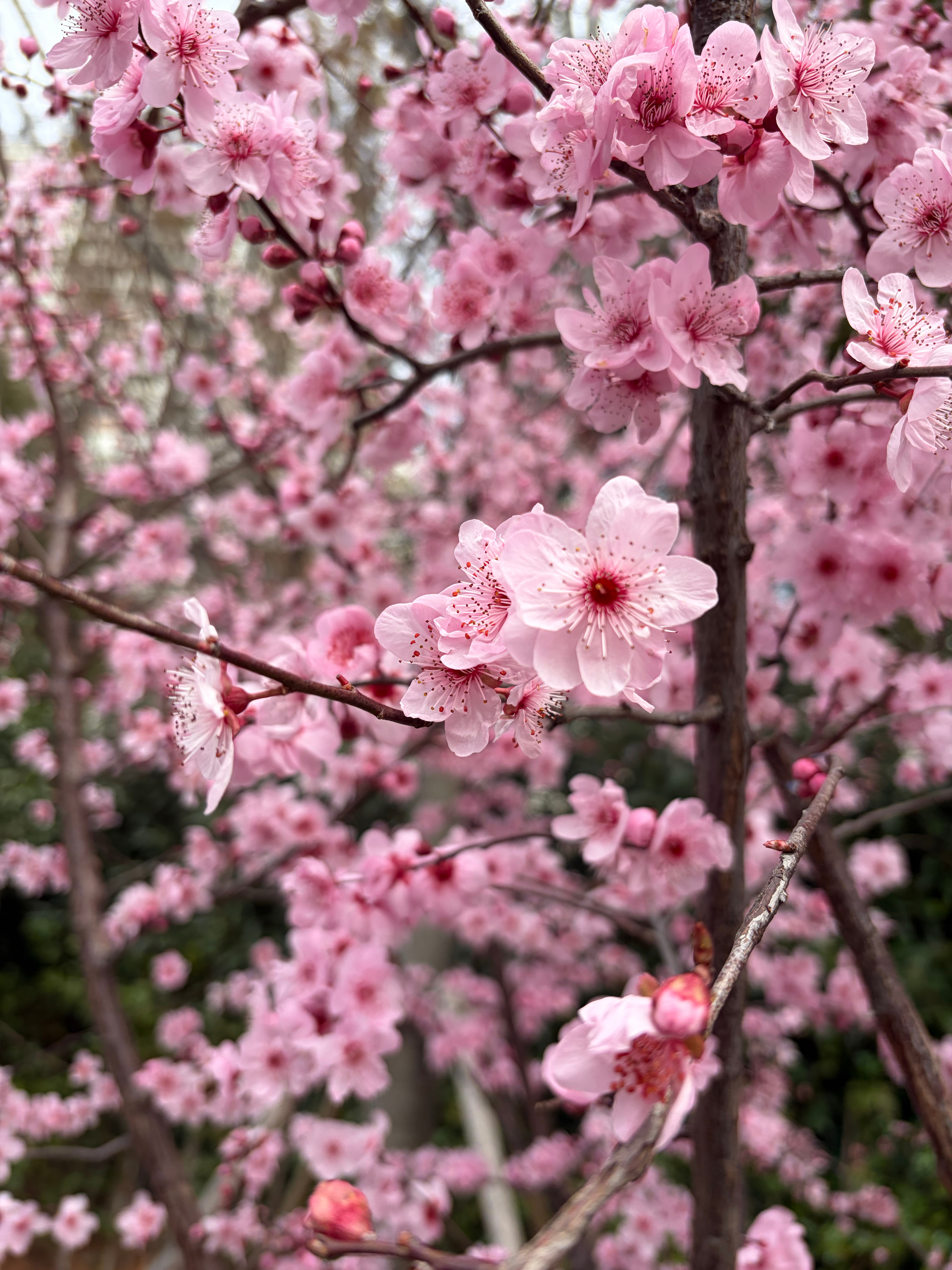 连滚带爬跑完三公里（用时23分钟），外面的春光真好。我的日常plog