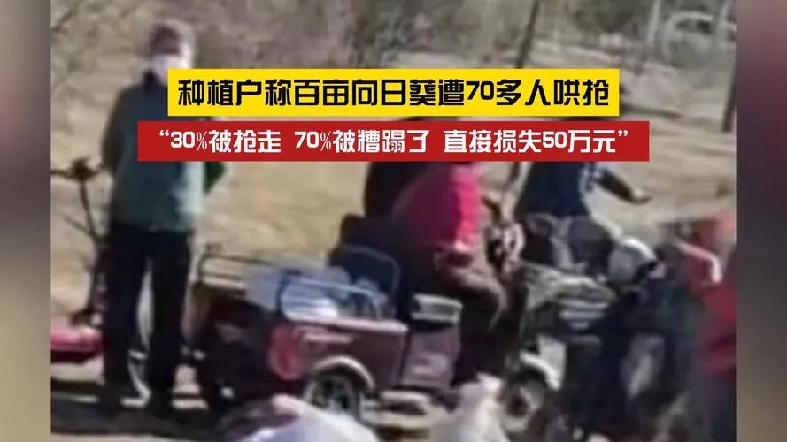 最近呼和浩特种植户的向日葵被村民哄抢这事儿，大家都挺关注的，现在警方已经介入，有