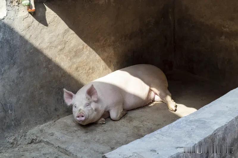 现在的猪4个月出栏，猪肉很难有过去的香味。以前农村自家养猪，养到过年才杀，生长周