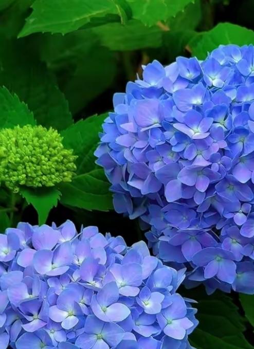 对联飞花令 绣球花
出句：整日挥拳充老大（雪浪）