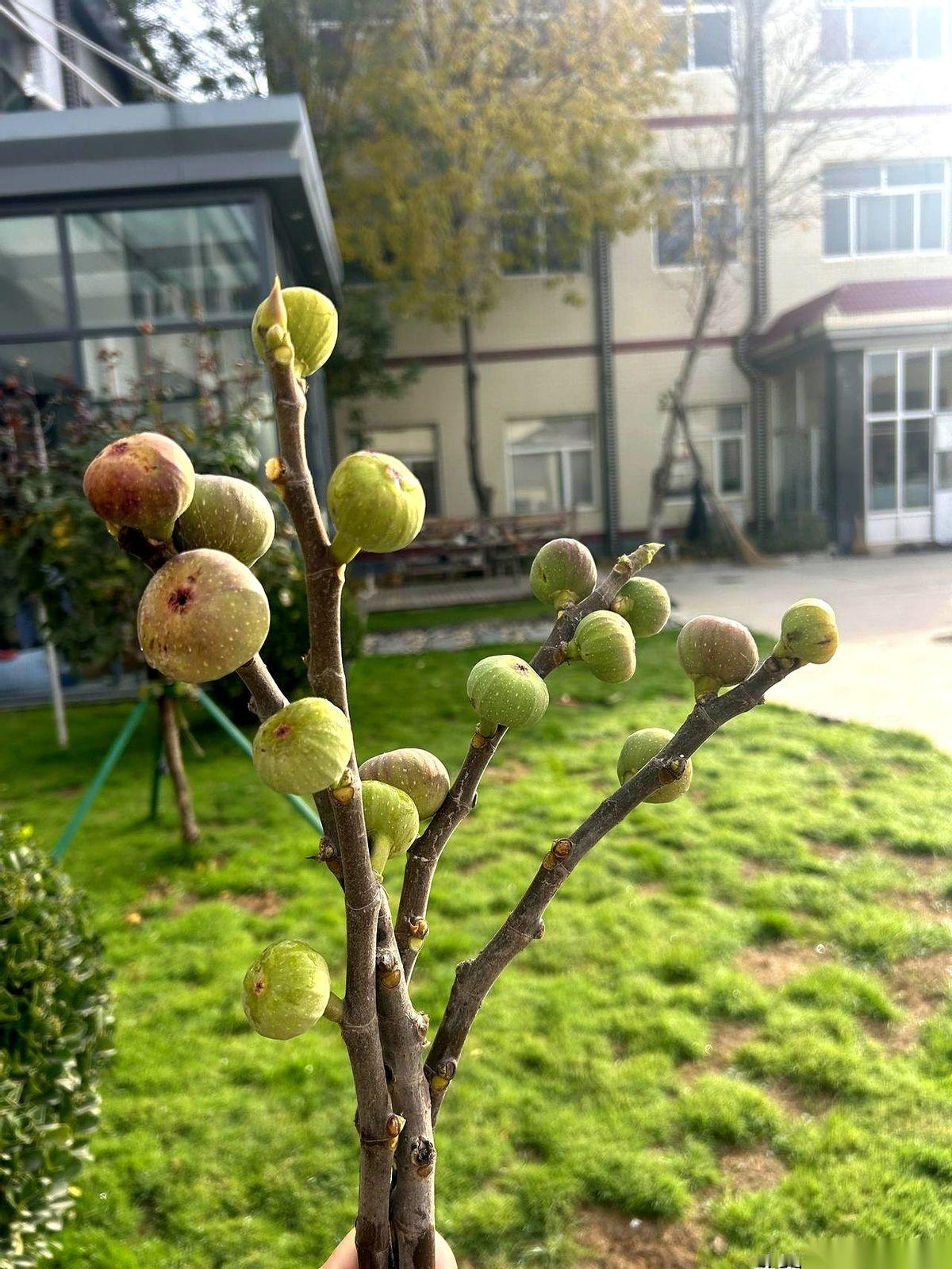 就差那么一点，门岗老史就把它们当垃圾扫进撮箕了。
一堆刚从无花果树上剪下来的败枝