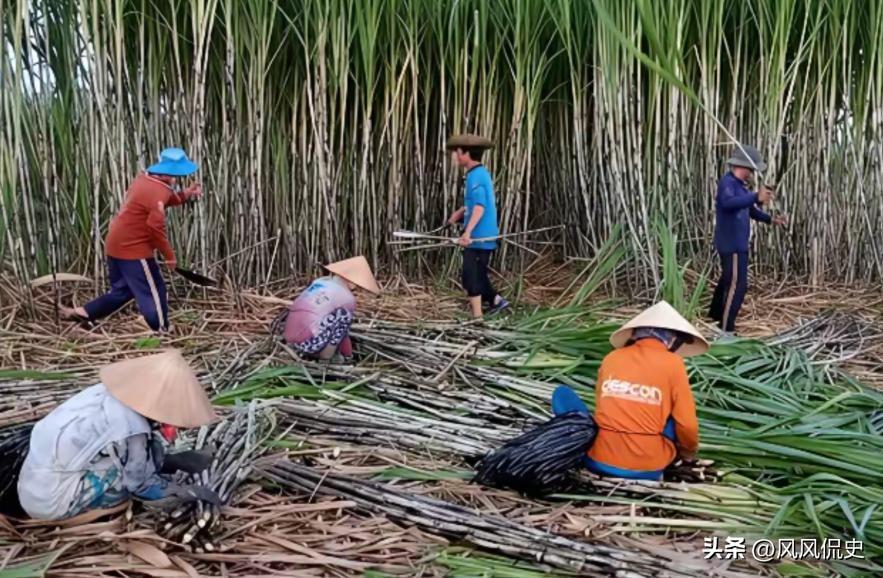 广西人喜欢雇佣大量的越南人砍甘蔗，这些越南人干完活回去以后，会告诉其他越南人中国