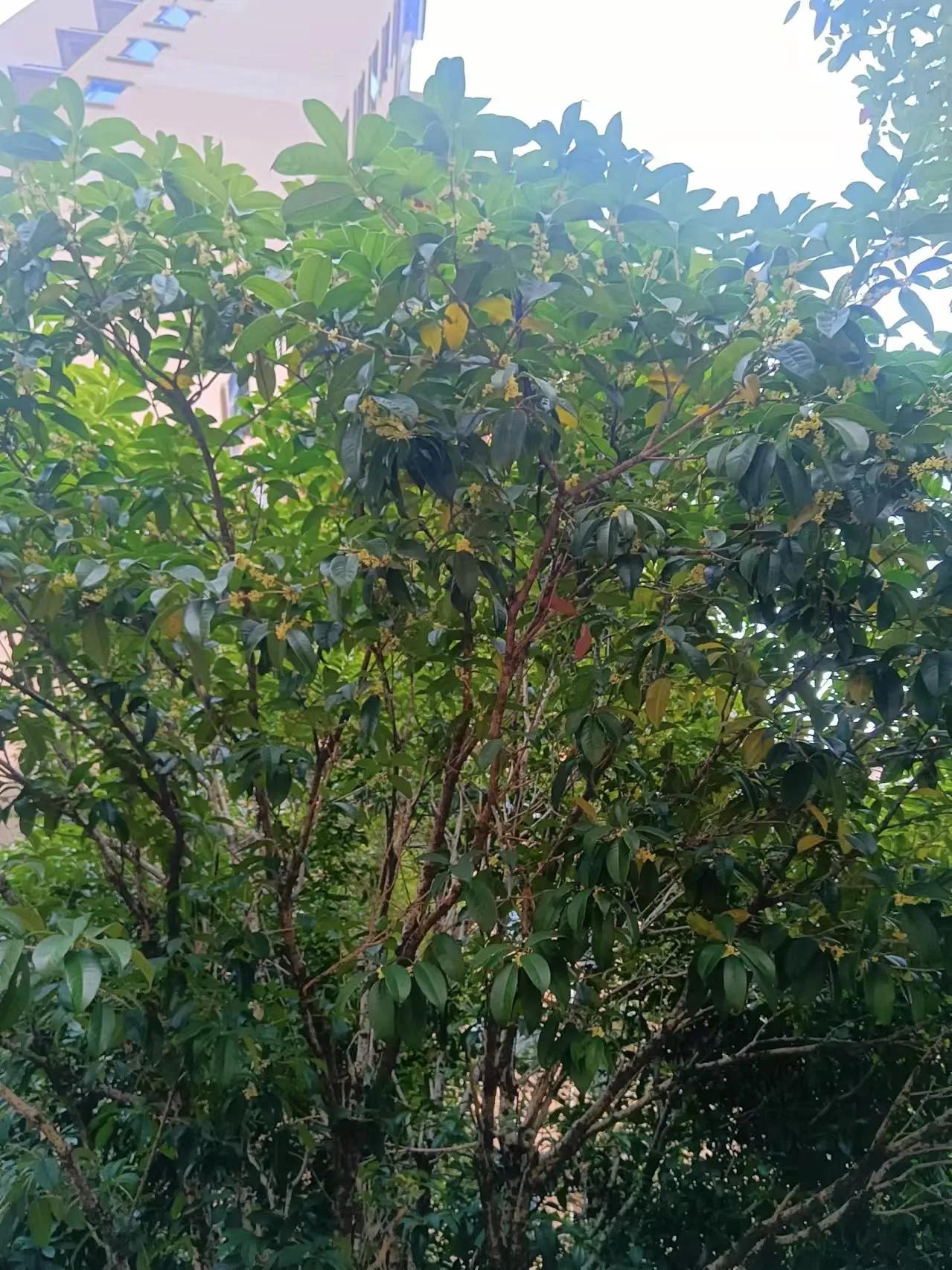 我想拈花微笑，
却不愿折桂枝，