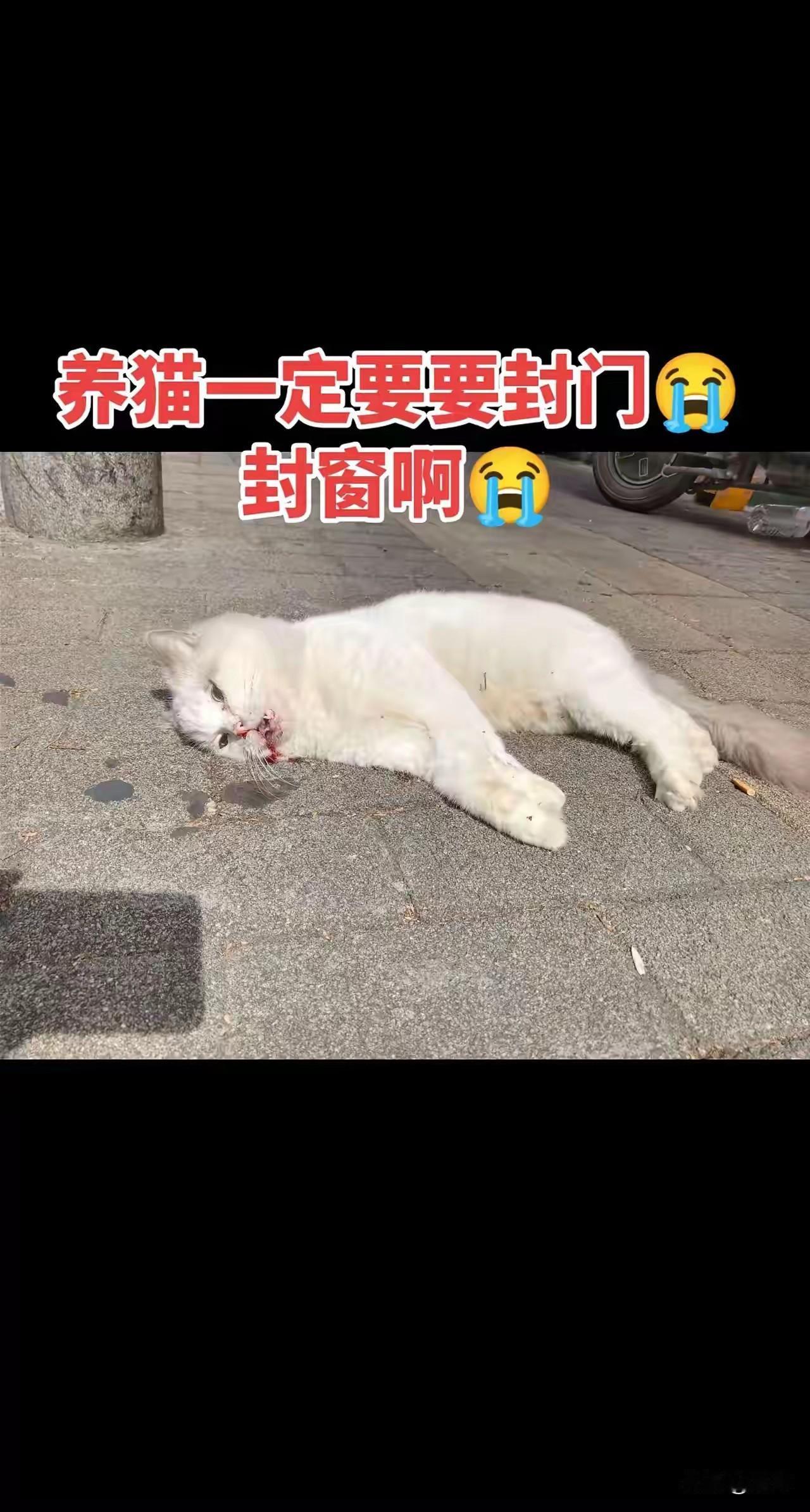 太可怜了！这天一位小姐姐去买吃的，当她路过一家超市的时候，看到无比凄惨的一幕，一