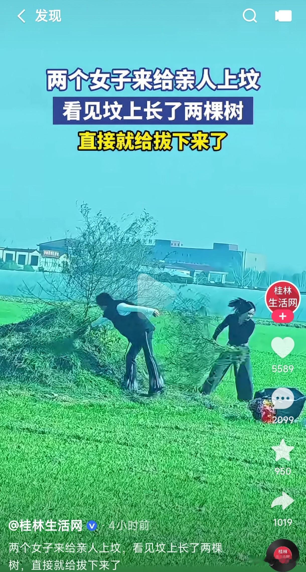 坟上长的树到底能拔吗
两女子去给亲人上坟，看到坟上长了两棵树，当即就给拔了下来。