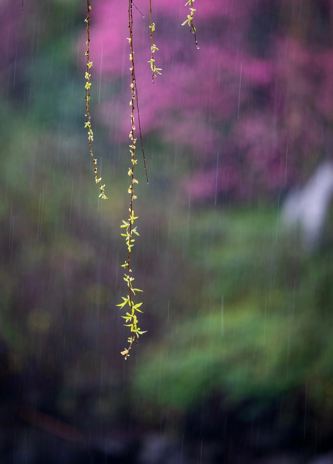 “  院里梅花带雨香 ...  ” 