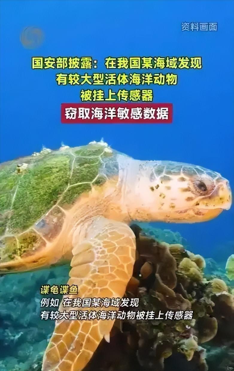 紧急预警！境外间谍手段不断翻新，我国海域已现"间谍龟间谍鱼"！

2026年6月
